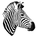 luluKappi